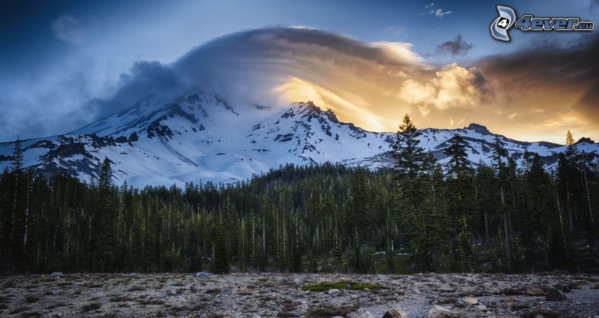 Mount Shasta, zasnežená hora, les