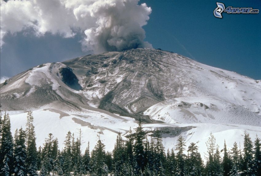 Saint Helens, sopka, zasnežený les