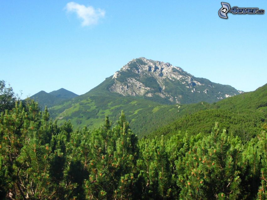 vrch, skalnatý kopec, kosodrevina, les