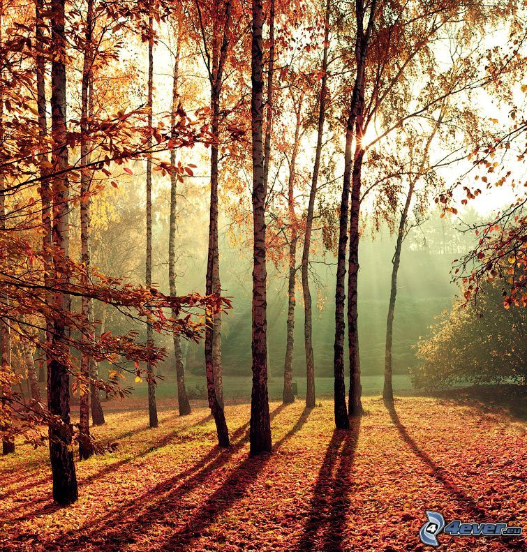 jesenné stromy, brezy, opadané listy