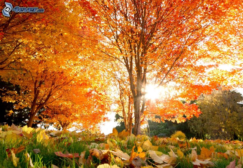 jesenné stromy, oranžové listy, slnko