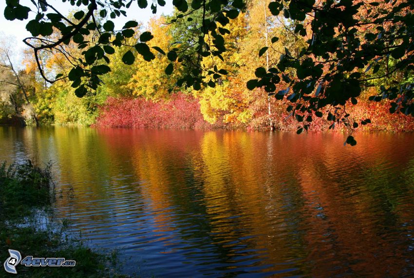 jesenné stromy, rieka