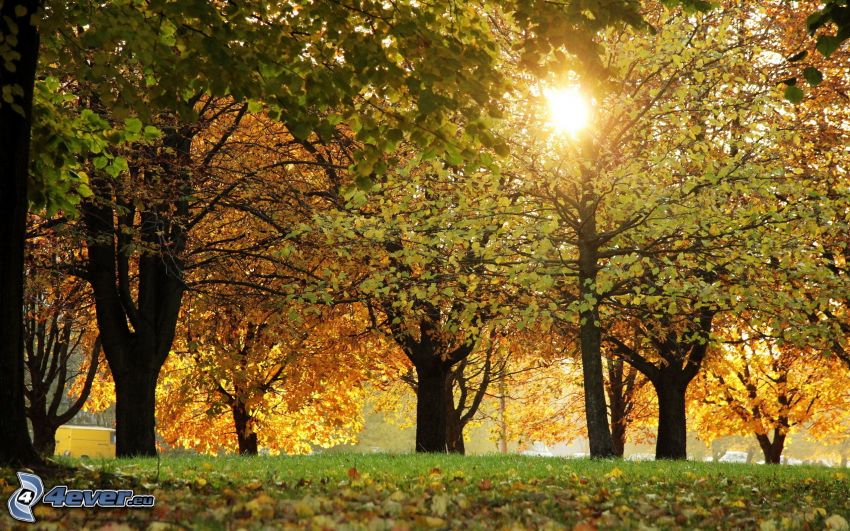 jesenné stromy, slnko