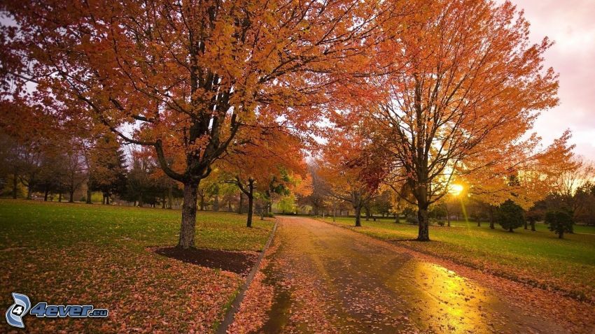jesenné stromy, západ slnka, cesta