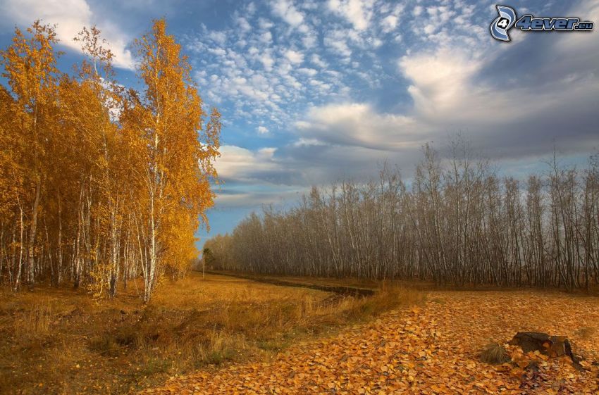 jesenné stromy, žlté stromy, brezy, opadané listy