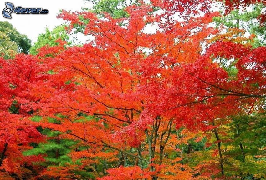 jesenné stromy