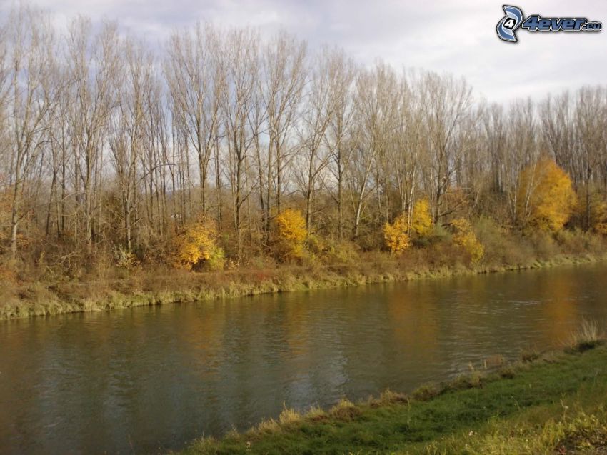 jesenné stromy pri rieke, žlté stromy, jeseň