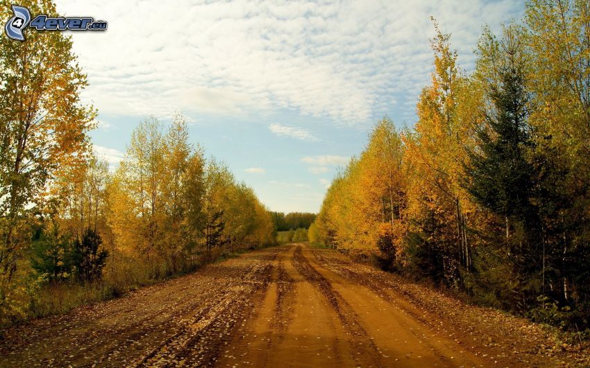 jesenný les, poľná cesta