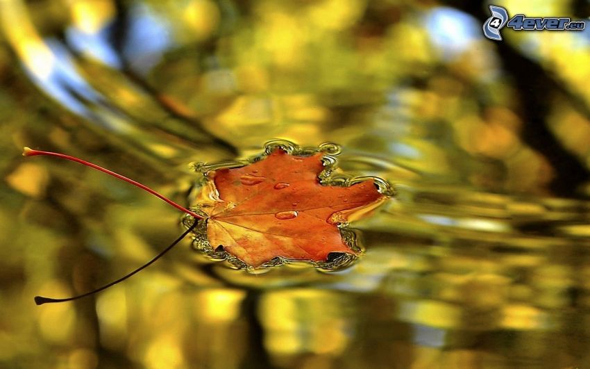 jesenný list, vodná hladina