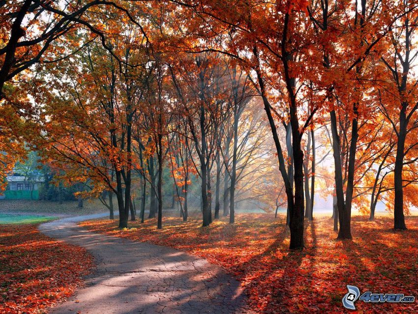 jesenný park, chodník, farebné stromy