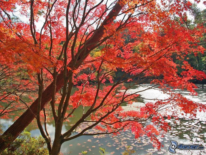 jesenný strom, jazero