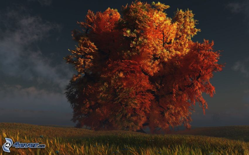 jesenný strom, košatý strom