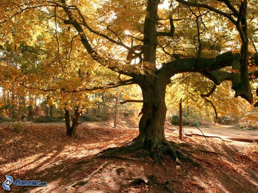 jesenný strom, les