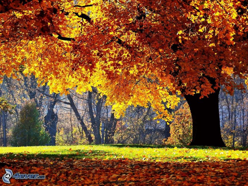 jesenný strom, opadané listy