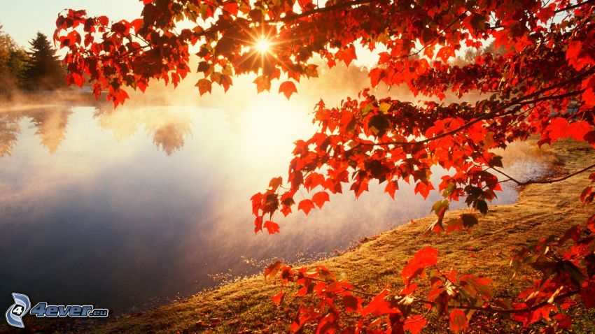jesenný strom, západ slnka nad jazerom