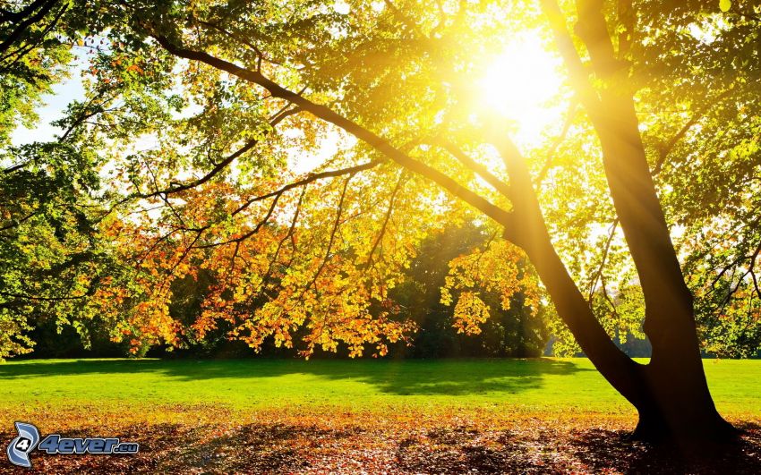jesenný strom, západ slnka za stromom