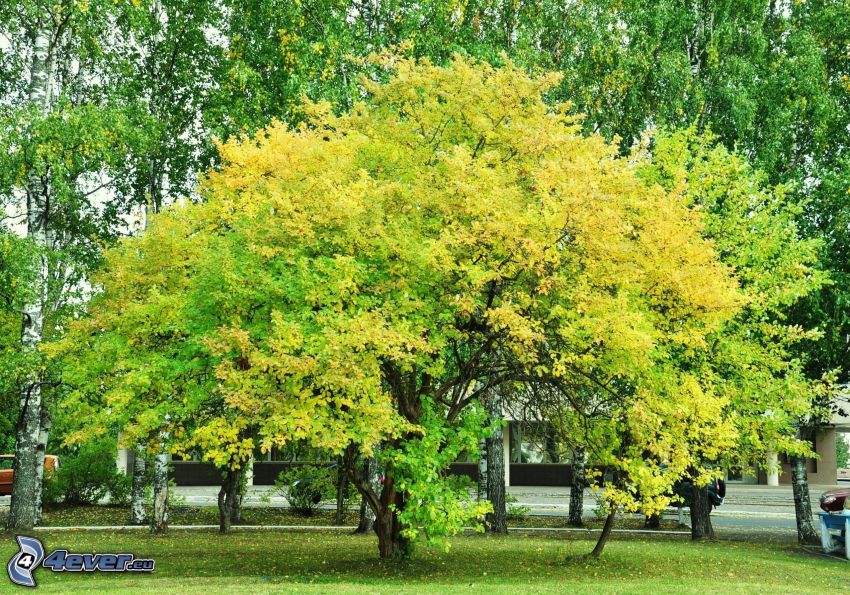 jesenný strom