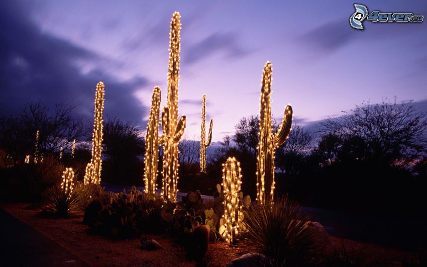 kaktusy, svetielka, večer