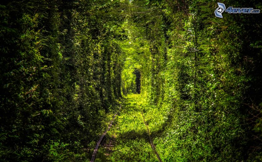 koľajnice, zelený tunel, zelené stromy