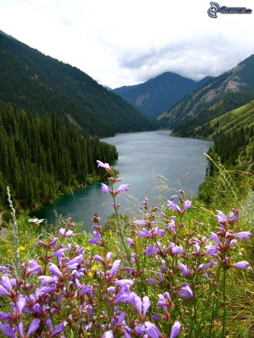 Kolsai Lakes, kopce, fialové kvety