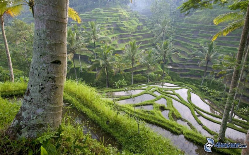 Bali, terasové jazierka, les, voda, kaskády