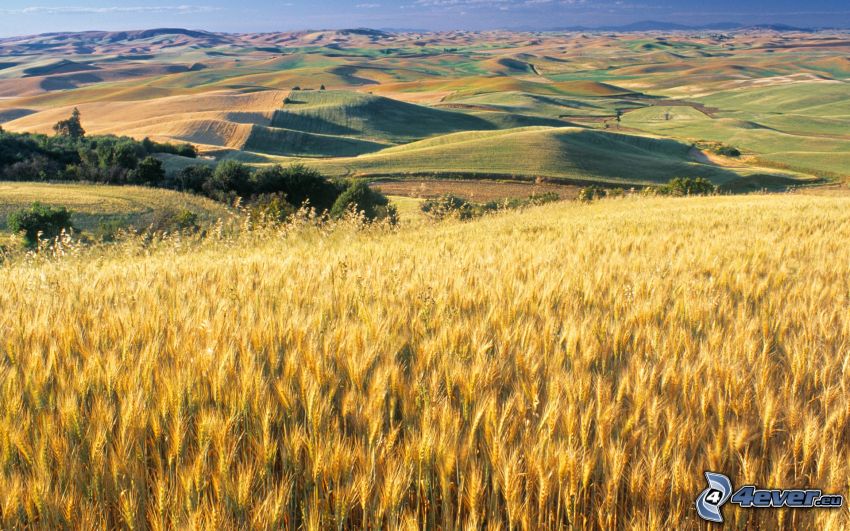 dozreté pšeničné pole, jesenná krajina, jesenné pahorky, výhľad na krajinu