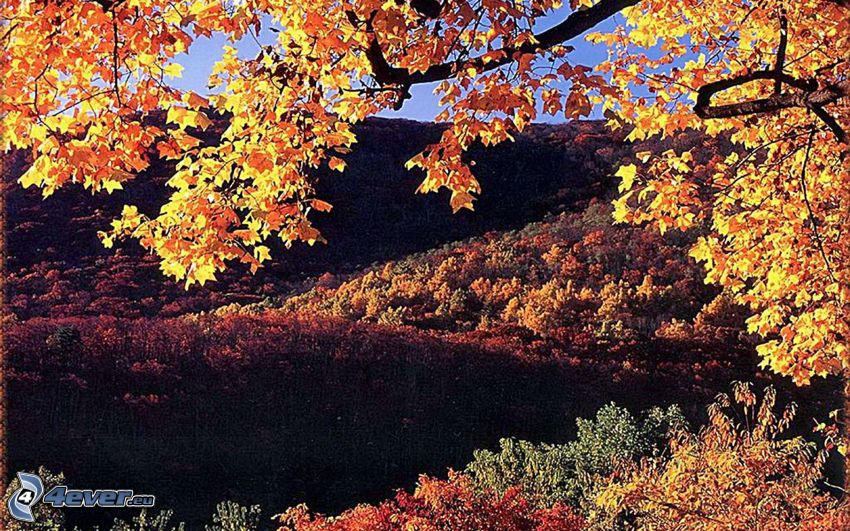 farebné jesenné stromy