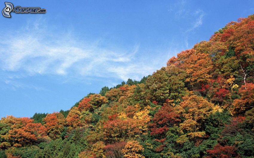 farebný jesenný les, kopec, obloha