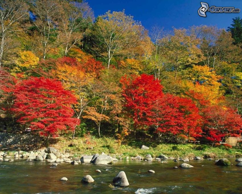 jesenné stromy pri rieke, kamene, farebné lístie