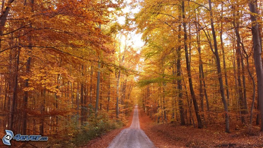 lesná cesta, jesenné stromy
