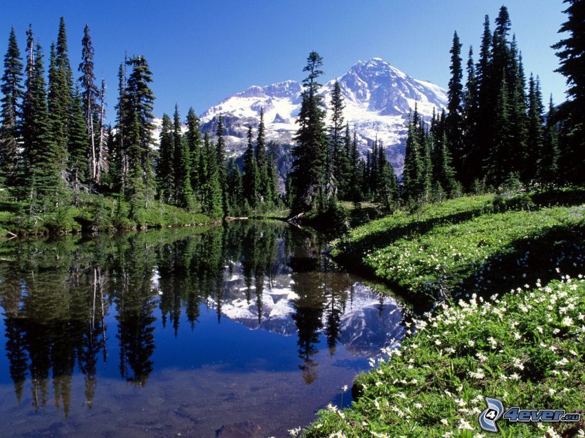 Mount Rainier, zasnežená hora nad jazerom, pleso, ihličnaté stromy, odraz