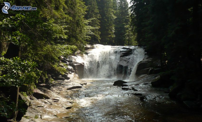 Mumlavský vodopád, rieka v lese