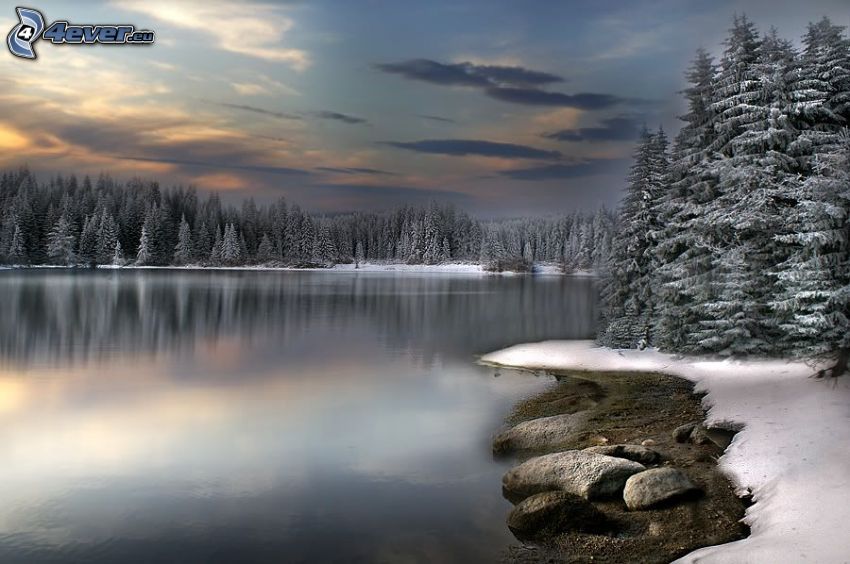 pokojné zimné jazero, zasnežený les