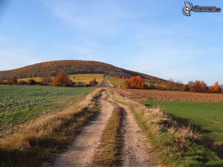 poľná cesta, lúka, kopec, príroda