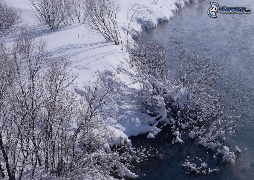 rieka v zime, potok, sneh, kríky