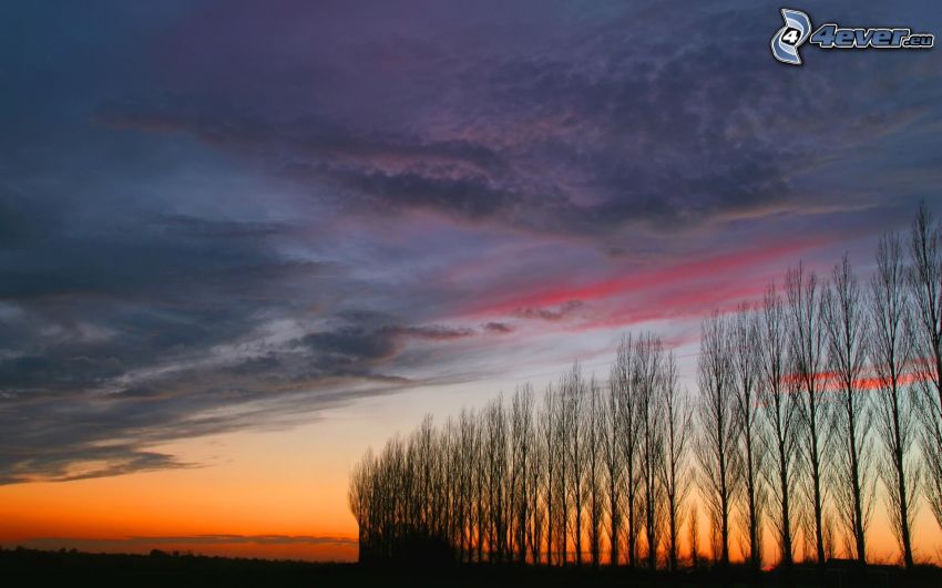 stromová alej, po západe slnka, siluety stromov