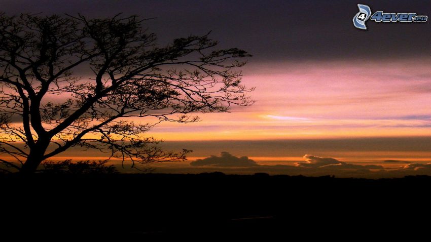 večerná obloha, silueta stromu