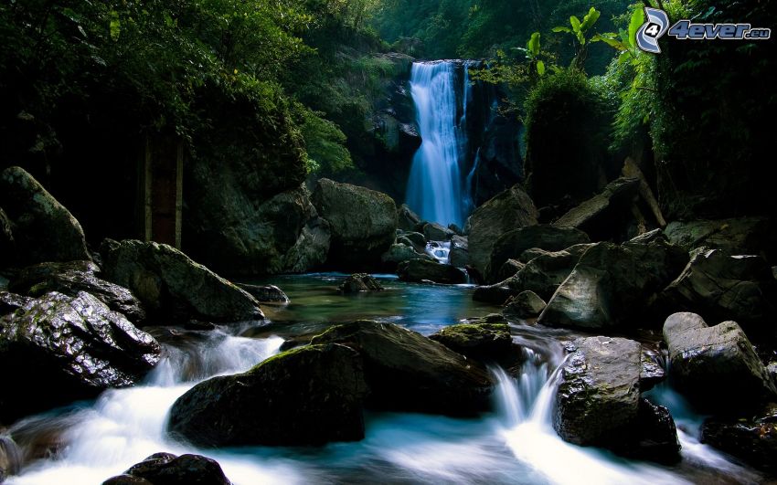 vodopád v džungli, potok, prales