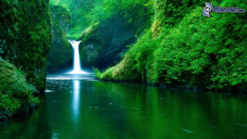 vodopád v džungli, potok, zeleň