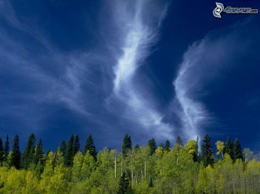 vysoké oblaky, les, atmosféra