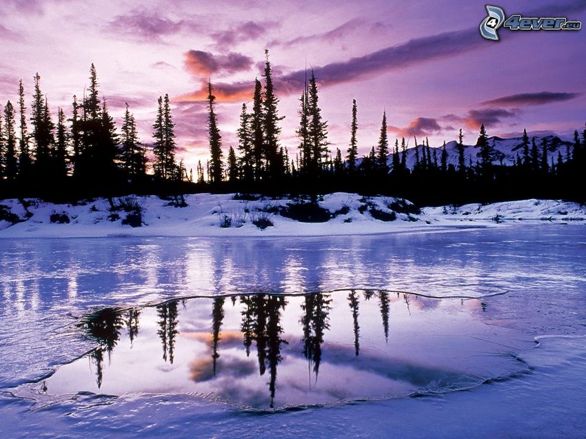 zamrznuté jazero, siluety stromov, fialová obloha