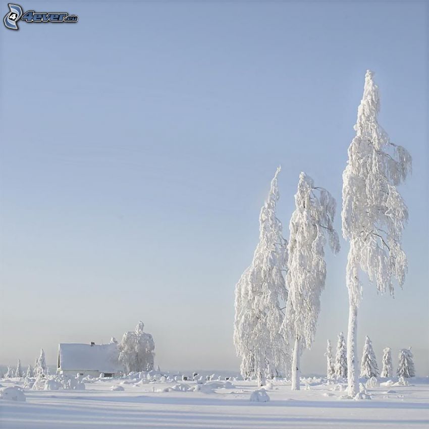 zamrznuté stromy, zasnežený dom