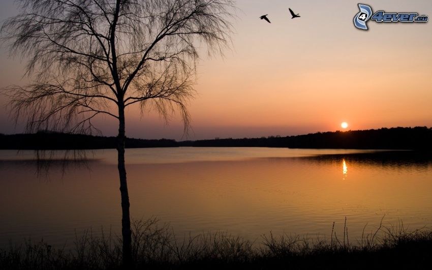 západ slnka nad jazerom, silueta stromu, vtáky