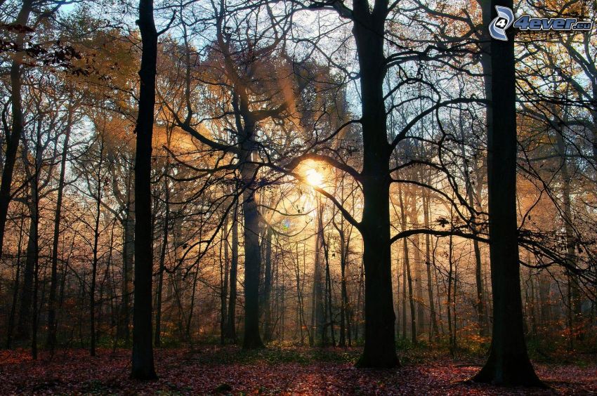 západ slnka v lese, siluety stromov, kmene, slnečné lúče, farebné lístie, jeseň