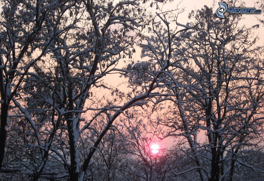 zasnežené stromy, zimný západ slnka