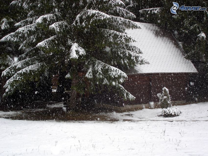 zasnežený ihličnatý strom, sneh, zima, chata