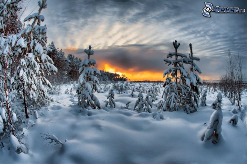 zasnežený les, zimný západ slnka, sneh