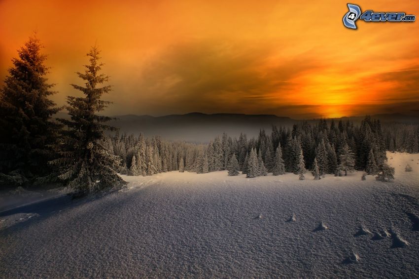 zasnežený les, zimný západ slnka, sneh