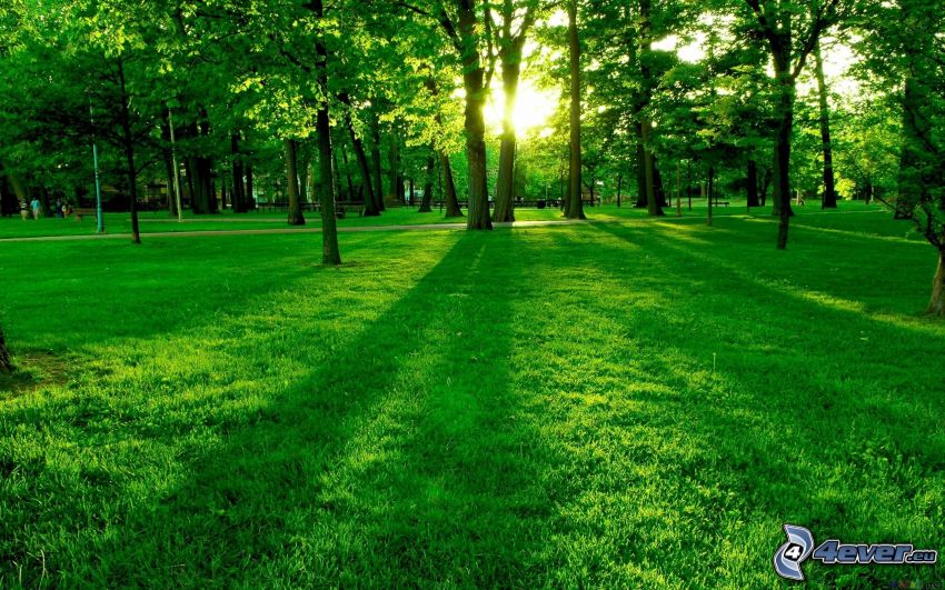 zelená tráva, park, západ slnka za stromom, tieň stromu