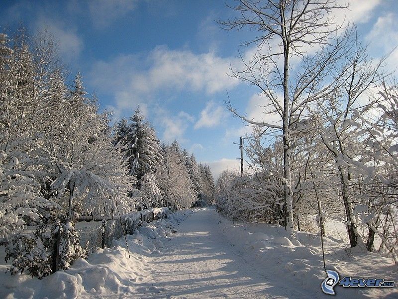 zimná cesta, sneh, zasnežené stromy
